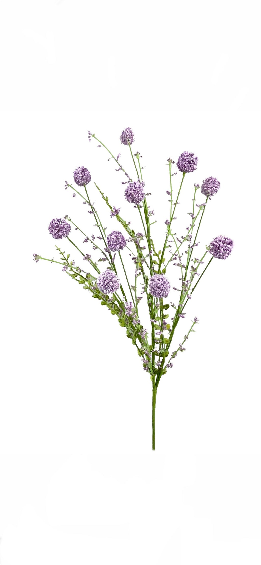 Purple Snowball Allium Bush ~ 30 Inch