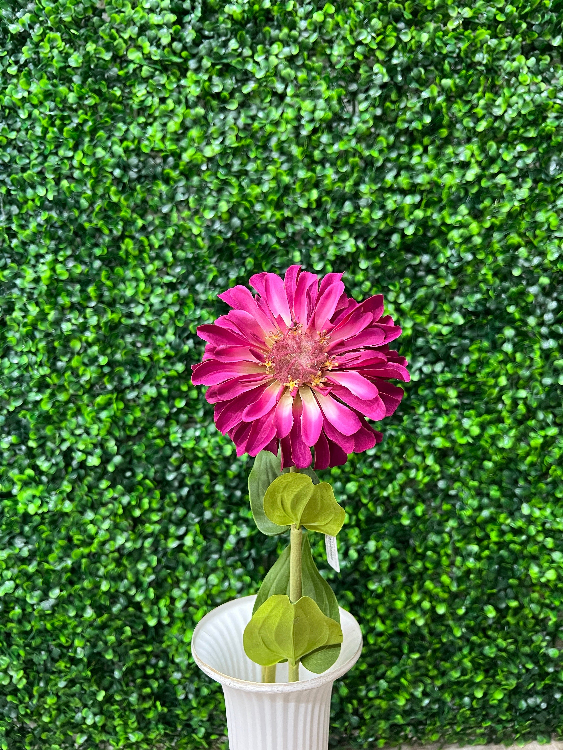 Fuchsia Magenta Single Zinnia - 18 inch