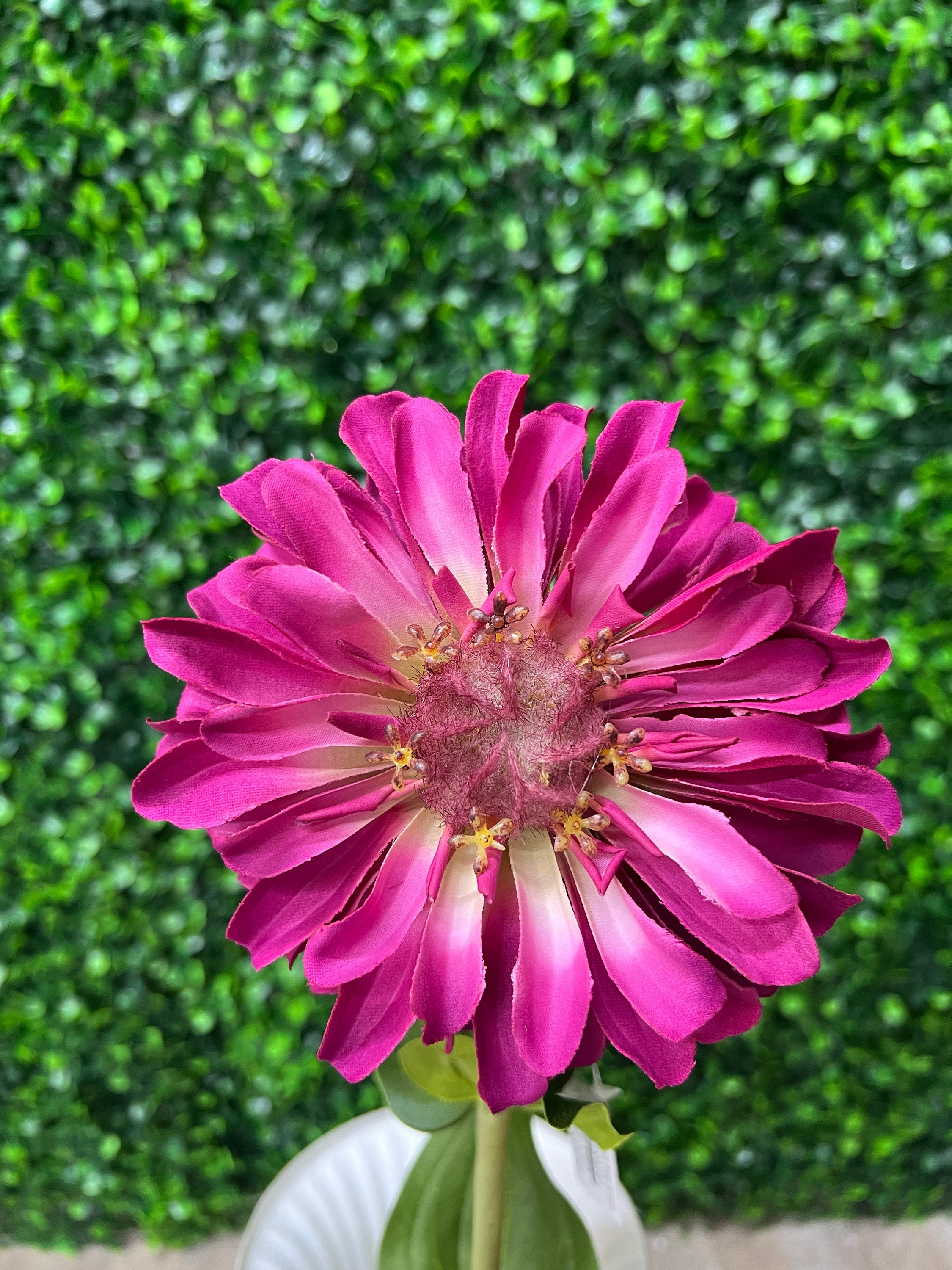 Fuchsia Magenta Single Zinnia - 18 inch