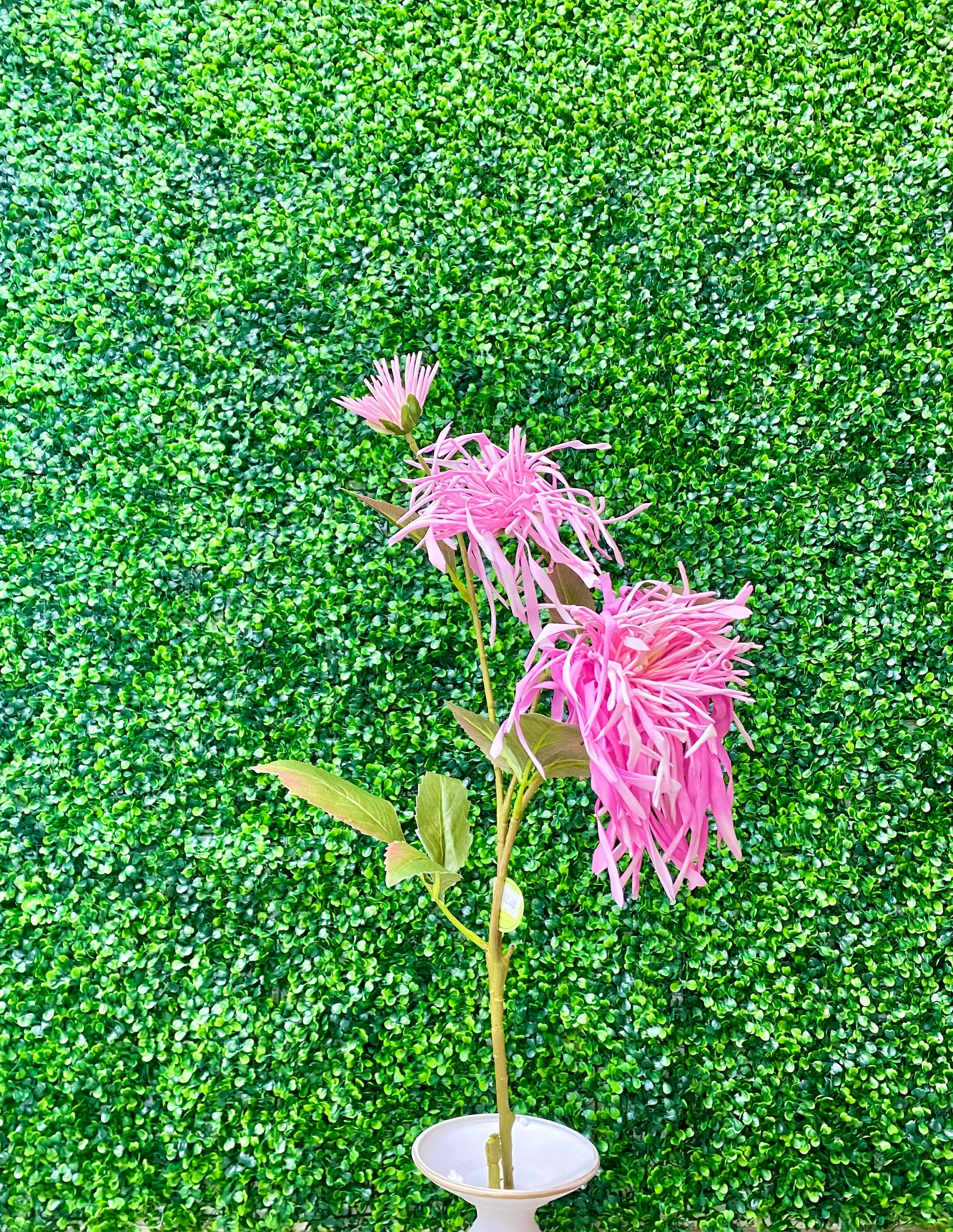 Bright Pink - Spider Mum Chrysanthemum Spray