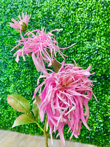 Bright Pink - Spider Mum Chrysanthemum Spray