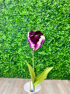 Purple Parrot Tulip