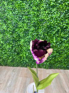 Purple Parrot Tulip