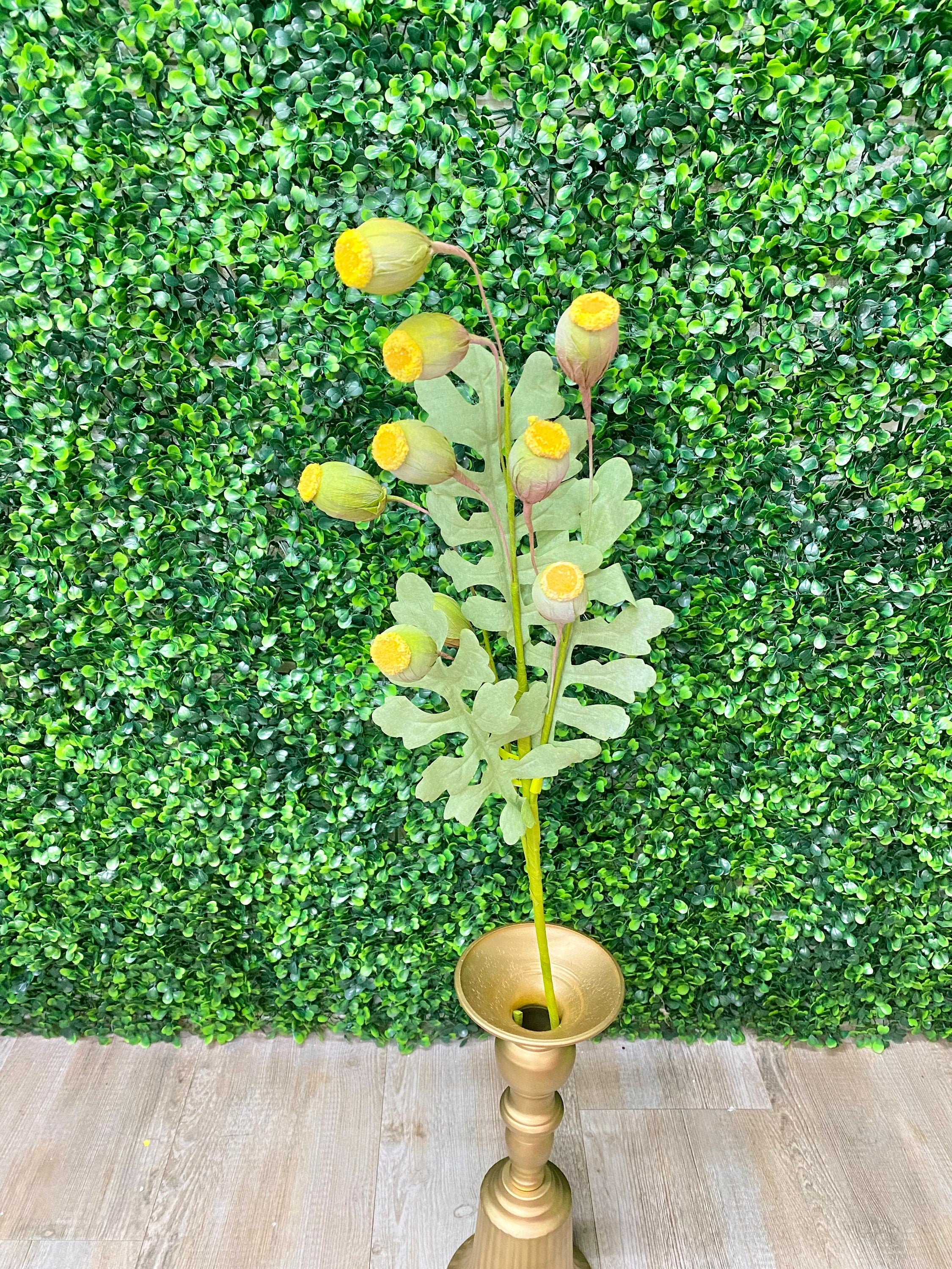 Yellow Poppy Pod Bush