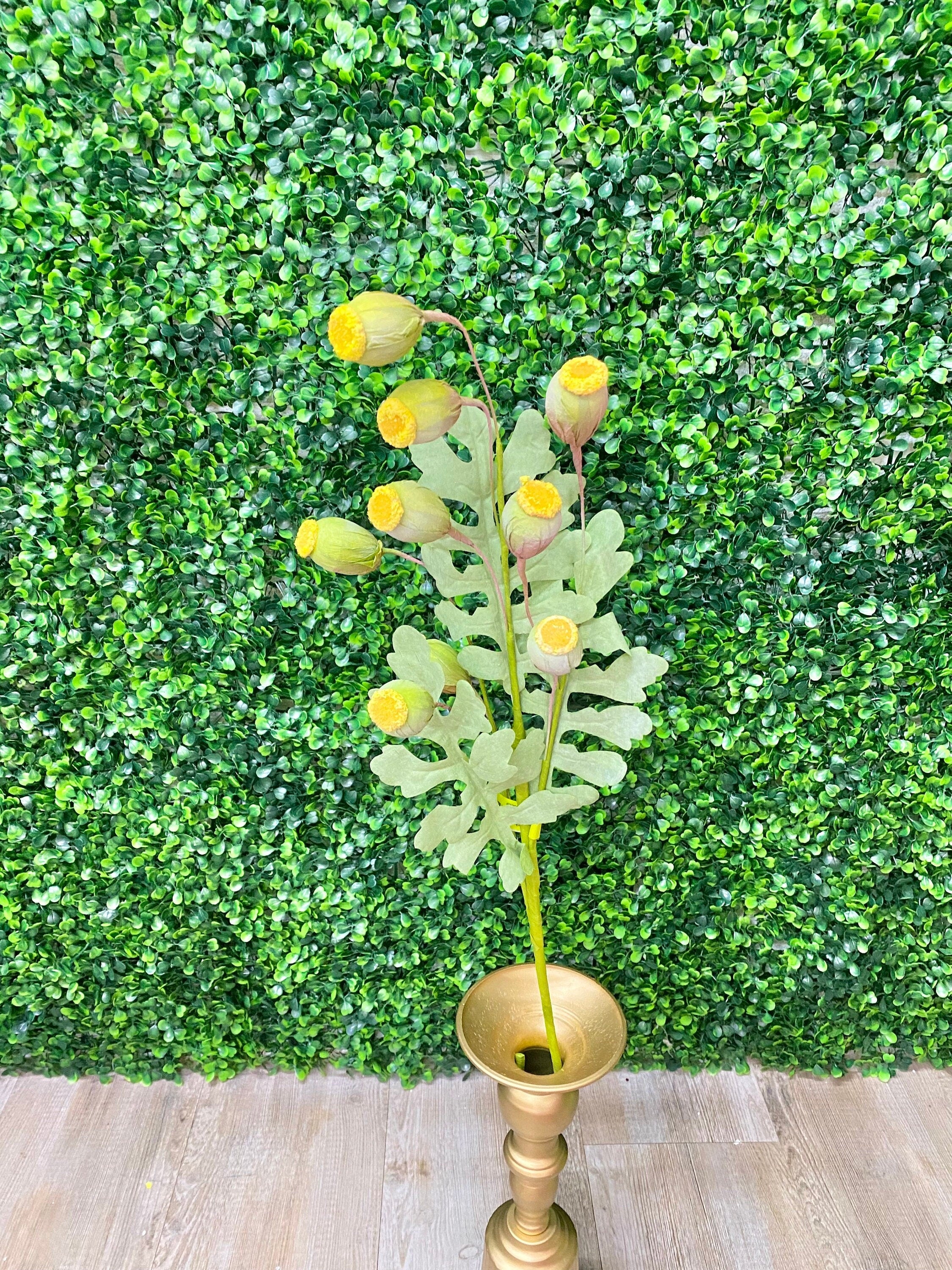 Yellow Poppy Pod Bush