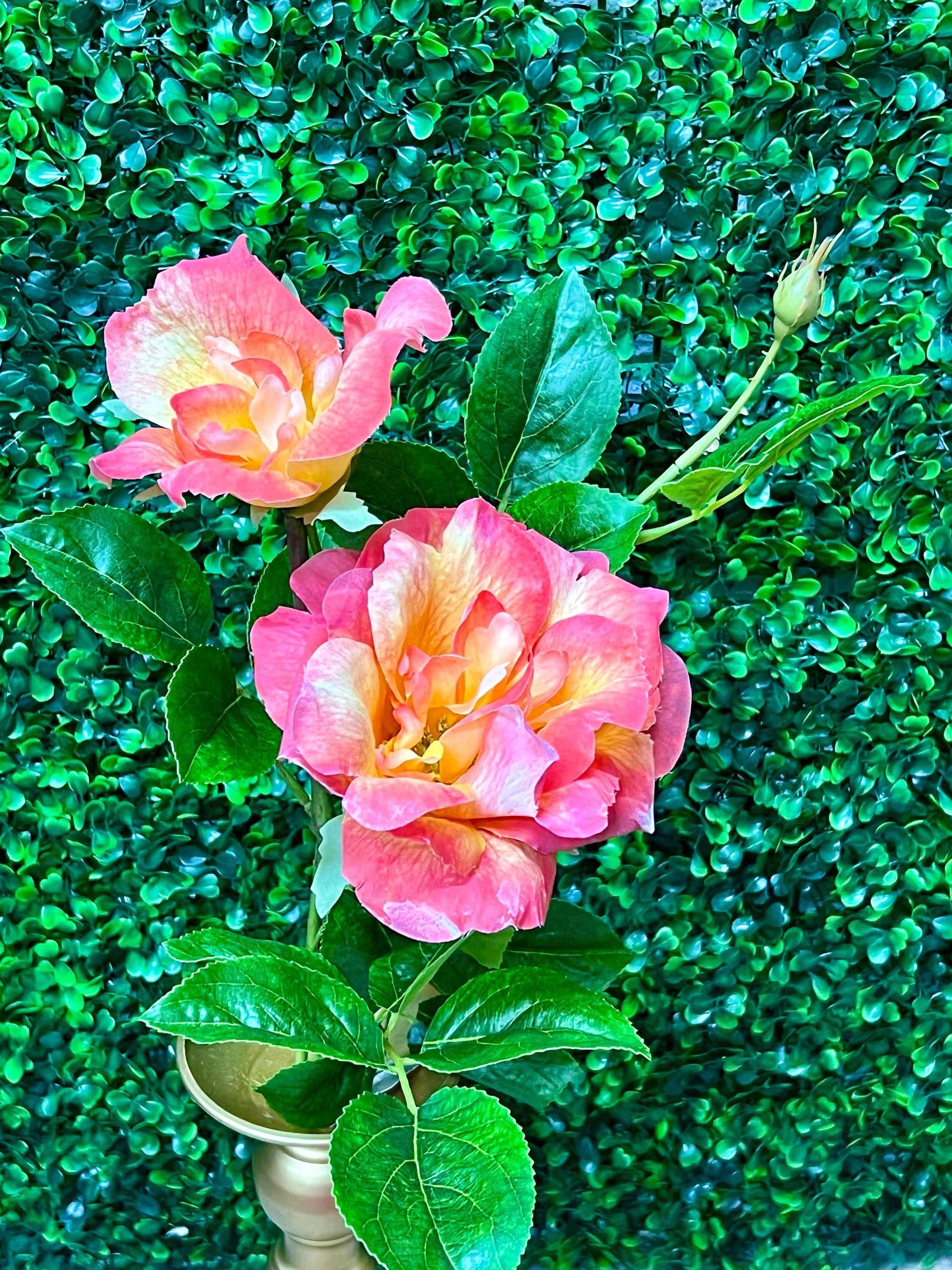 Peach Double Rose Stem