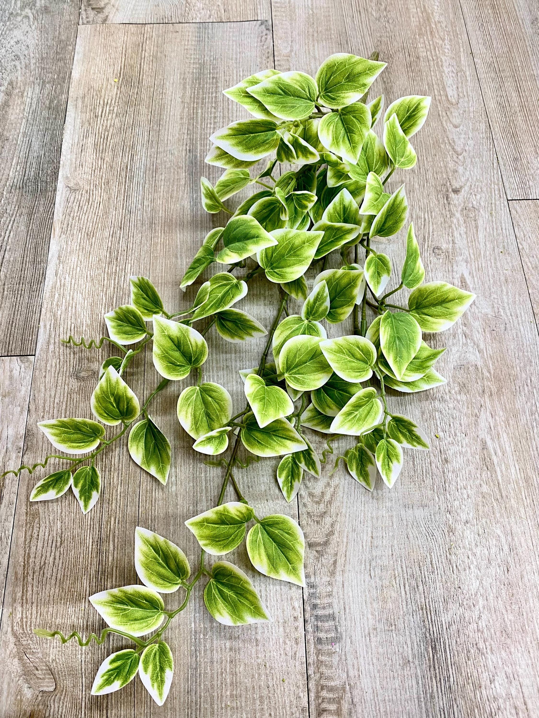 Green Variegated Vinca - 21 inches