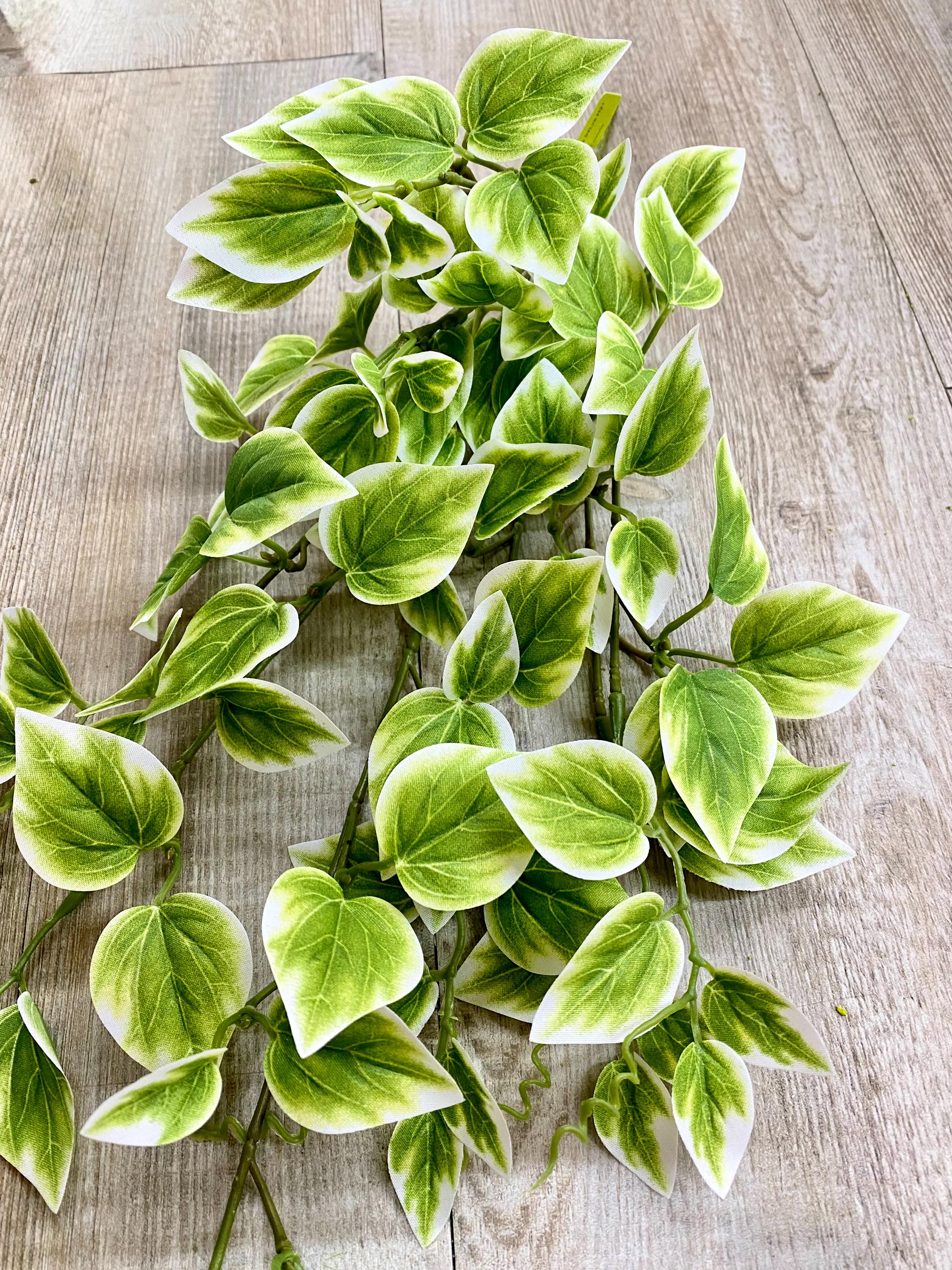 Green Variegated Vinca - 21 inches