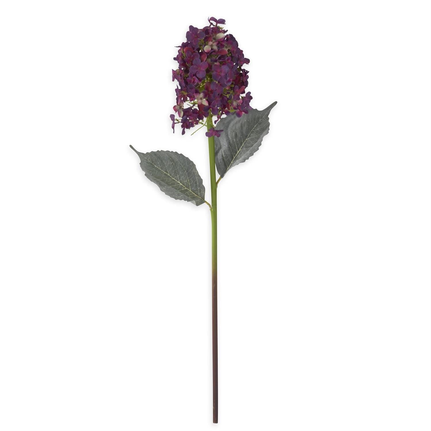 Dark Purple Cone Hydrangea - 28 Inch