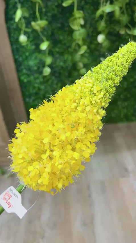 Yellow  Eremurus Stem ~ 33 Inch