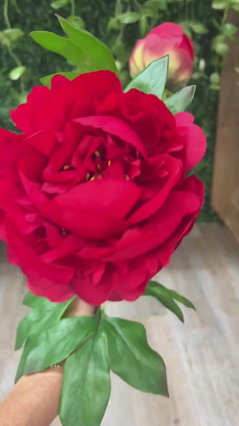 Red Peony Stem ~ 24in