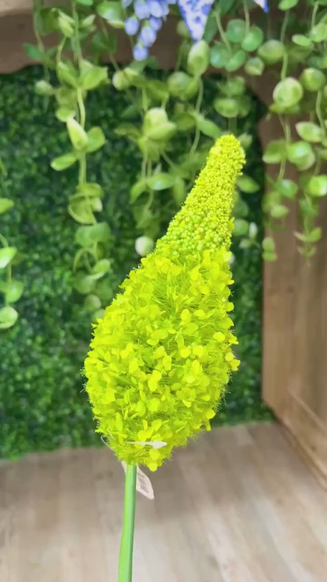 Light Green Eremurus ~ 33 Inch
