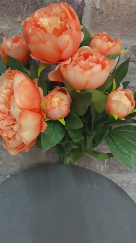 Coral Orange Peony Bush x7 - 18 inches