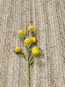 Yellow Queen Ann Grass Pom Pom Spray~ 26 inch