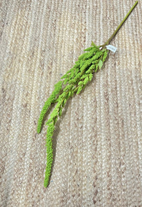 Green Amaranthus Stem ~ 37 inch ~ Fall Greenery Stem