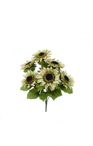 Cream Beige Sunflower Bush ~ 7 flowers