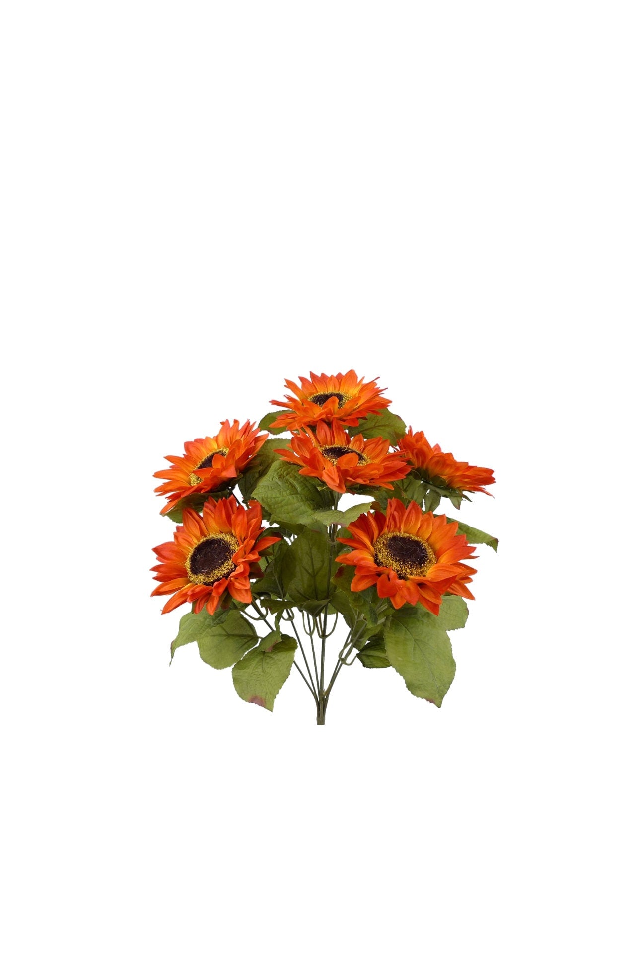 Copper Burt Orange Sunflower Bush ~ 7 flowers