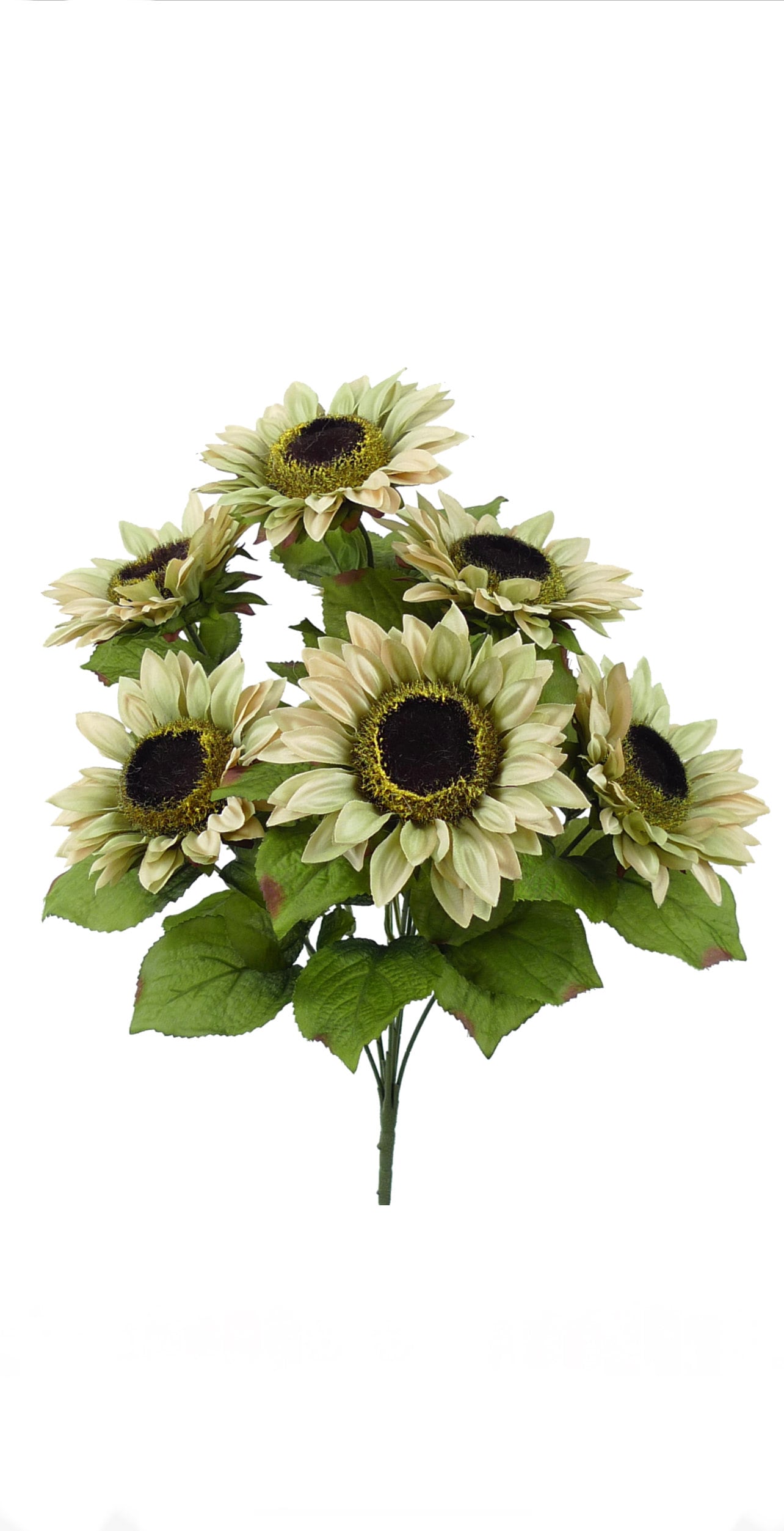 Cream Beige Sunflower Bush ~ 7 flowers