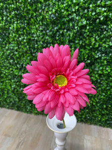 Hot Pink -Single Gerber Daisy - 18 inch