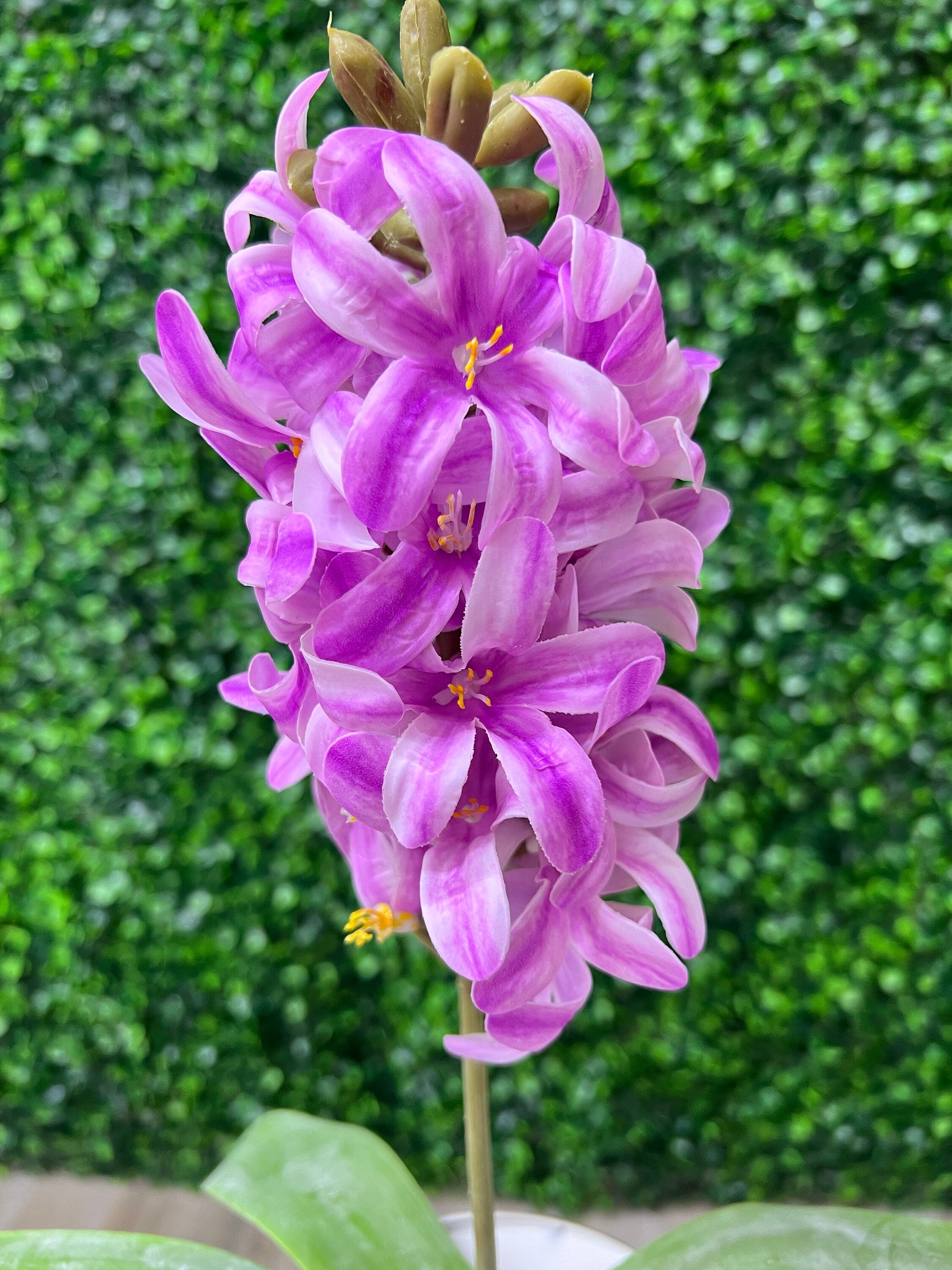 Magenta Pink Purple Hyacinth Stem ~ 15.75 Inch