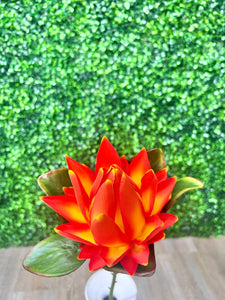 Orange Protea Stem ~ 22 Inch