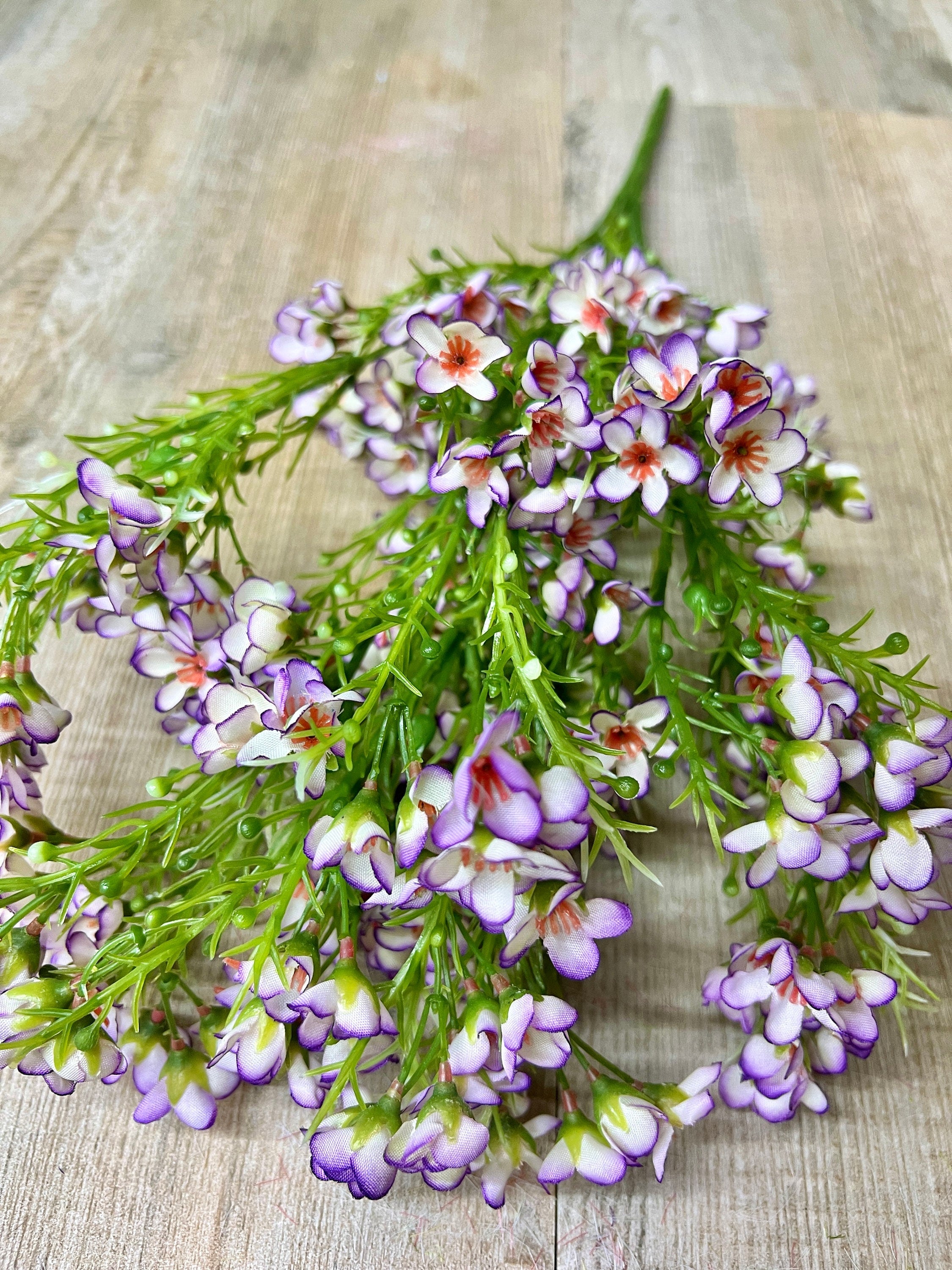 Purple Waxflower Filler Flower Bush ~ 19 Inch