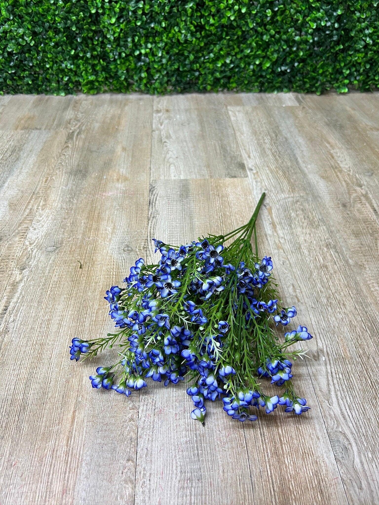 Blue Waxflower Filler Bush ~ 19 Inch