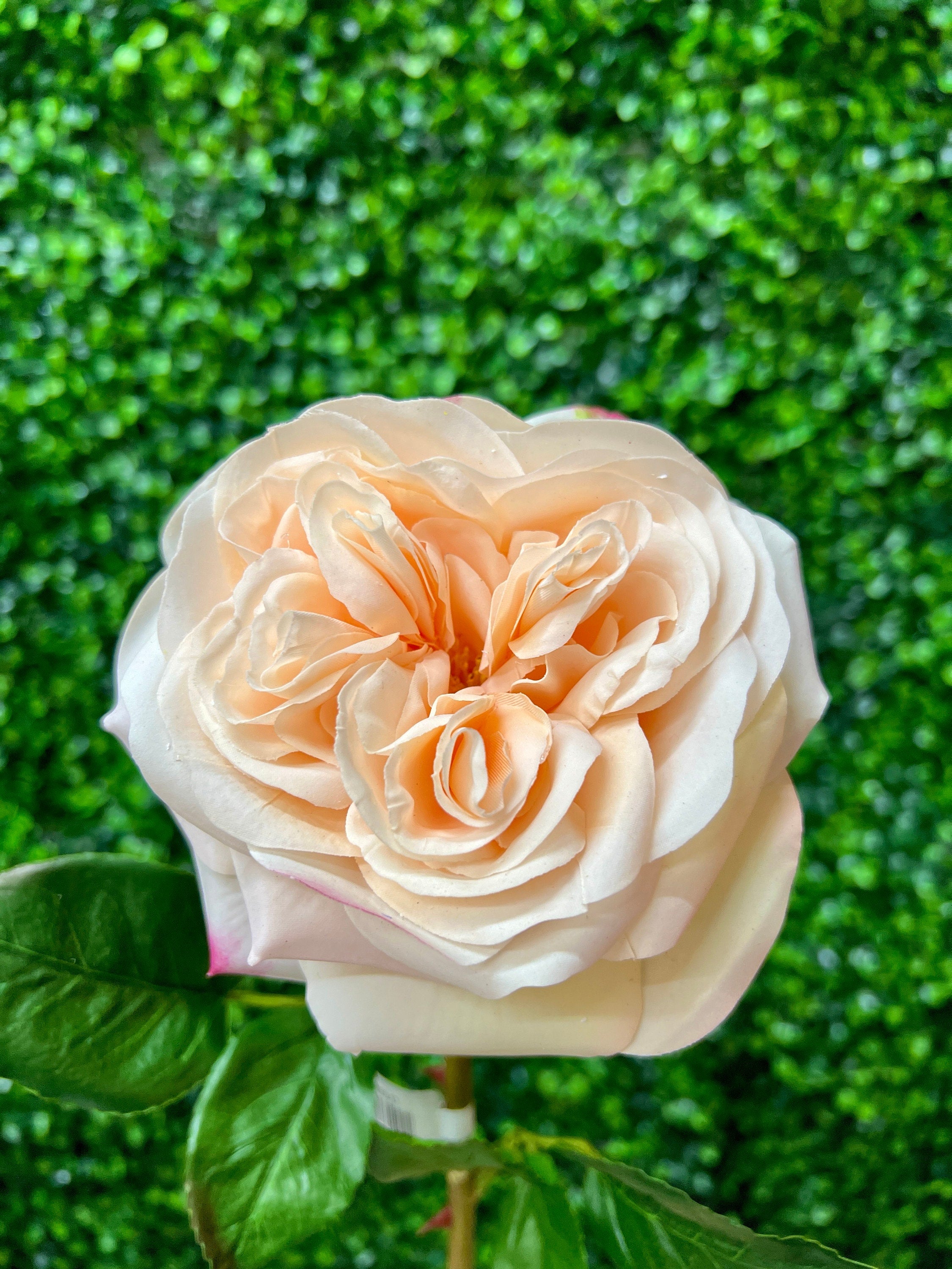 Cream & Pink Real Touch Garden Rose - 24 inch